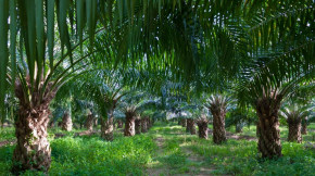 ladang kelapa sawit