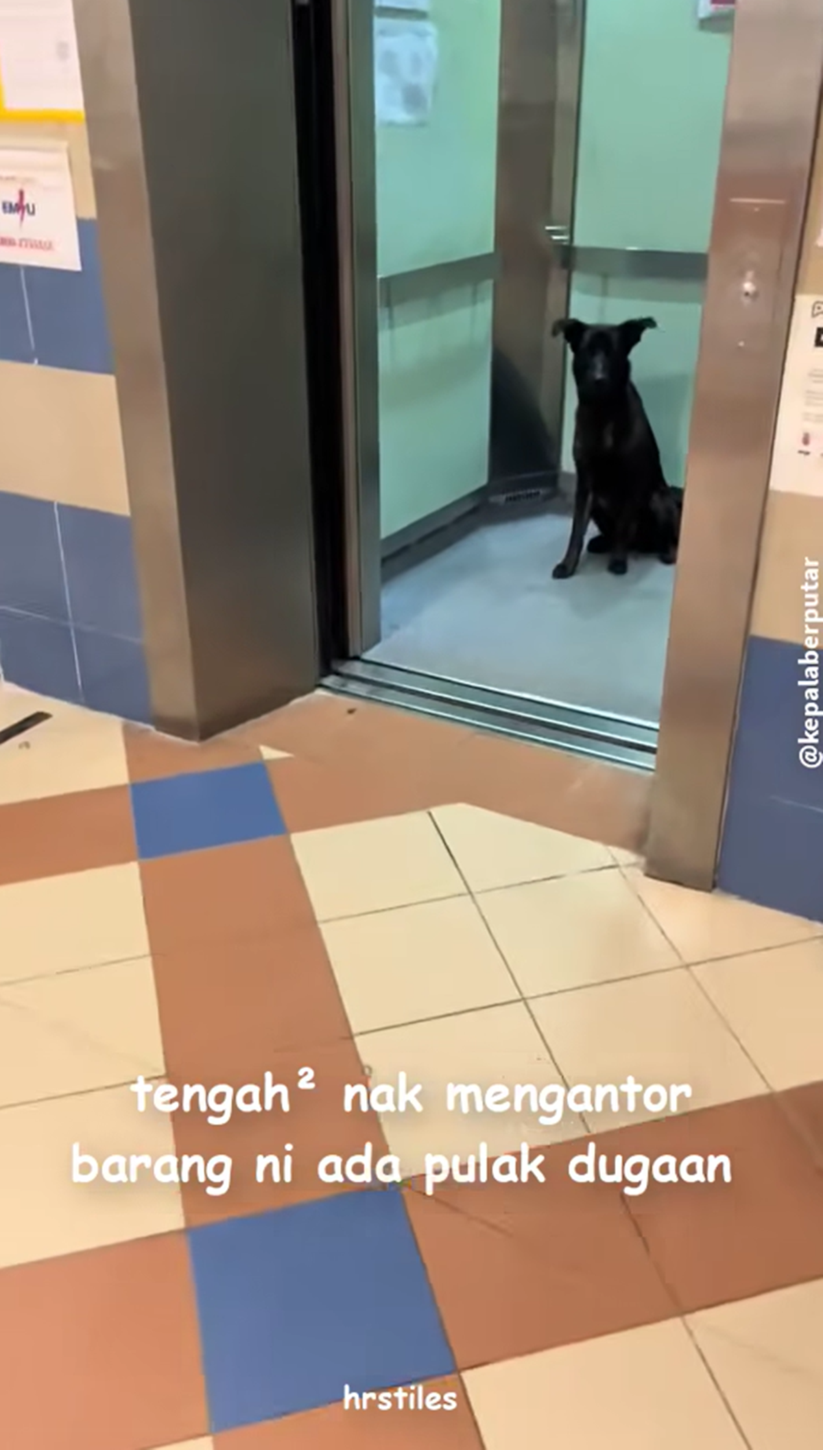 anjing masuk lift sekali