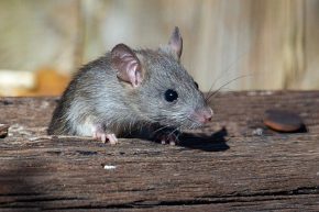 tikus