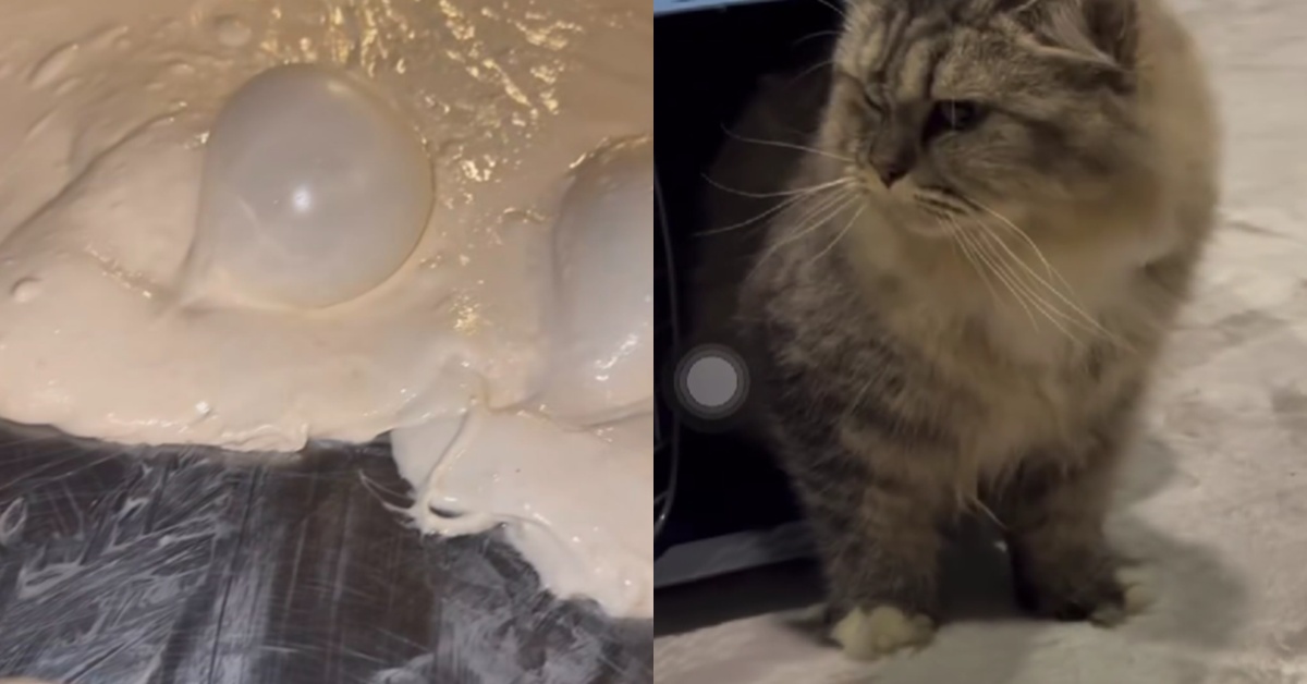 Jofliam Uli Doh Pizza Atas Meja Tapi Kucing Berkeliaran Di Rumah? – “Pihak Berkuasa Sila Bertindak, Sita 2 Minggu!”