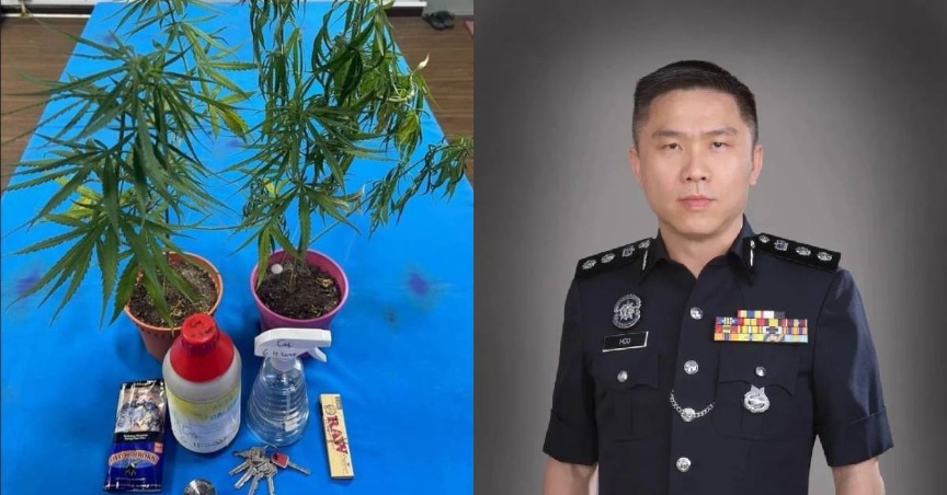 Belajar Dari YouTube, Pasangan Suami Isteri Kantoi Tanam Pokok Ganj* Dalam Kondominium Di Bangsar