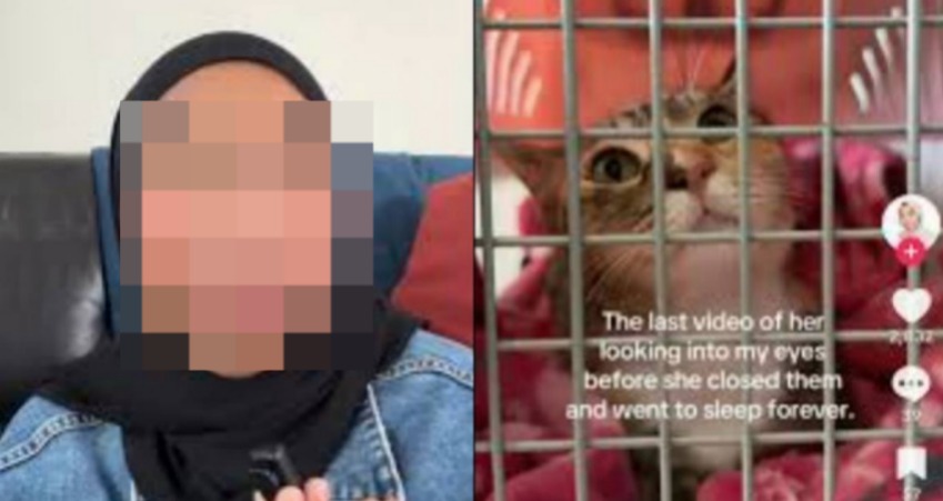 Ambil Keputusan ‘Tidurkan’ Kucing Hidap FIP, Netizen Kritik Tindakan ‘Influencer’ Ini – “Maaf Cakap…”