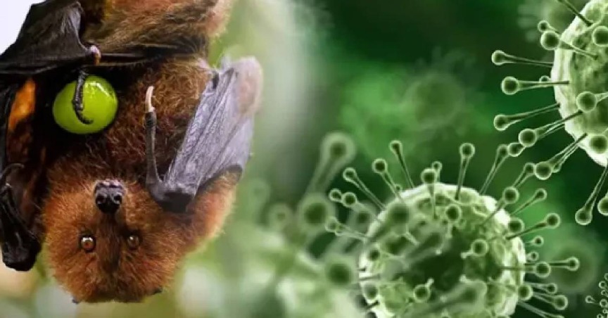 India Catat Peningkatan Kes Virus Nipah, KKM Tingkat Kawalan Kesihatan Di Semua Pintu Masuk Negara