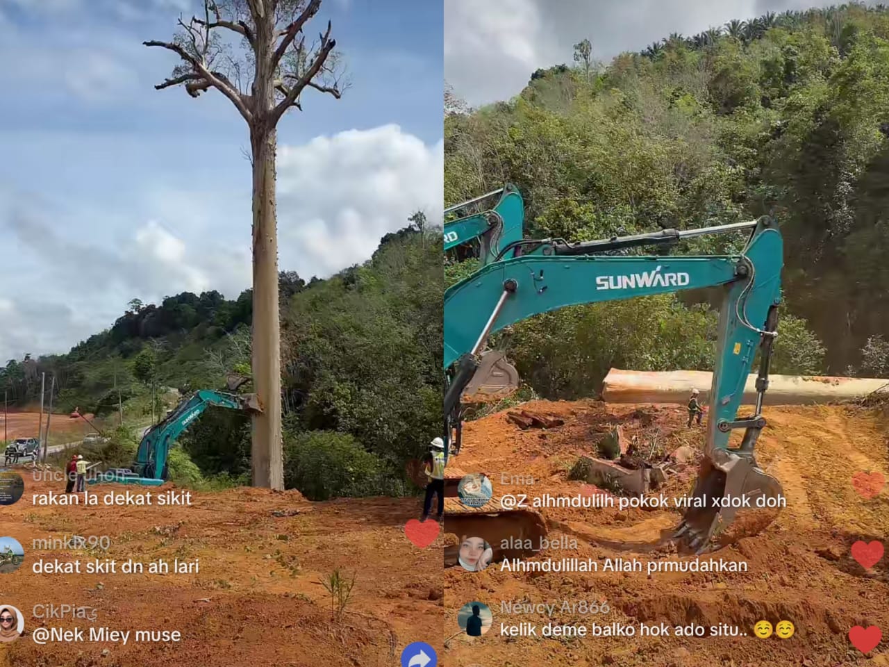 pokok tualang tebang