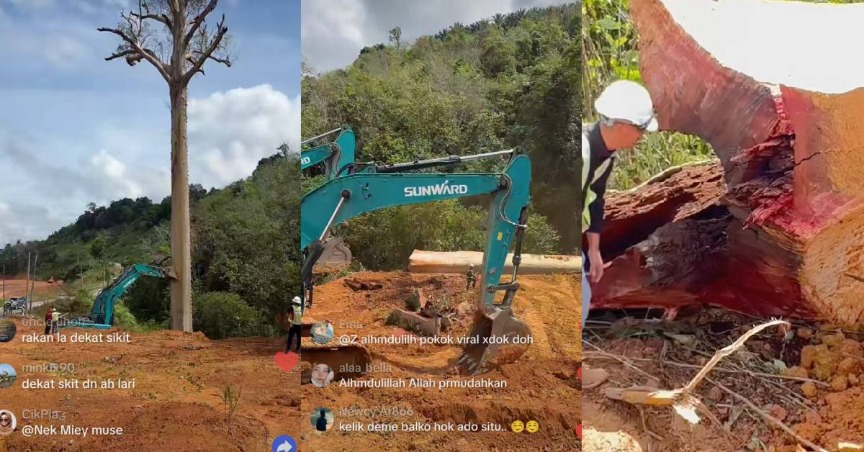Empat Kali Gagal Ditebang, Pokok Tualang ‘Kebal’ Akhirnya Tumbang Selepas Solat Hajat