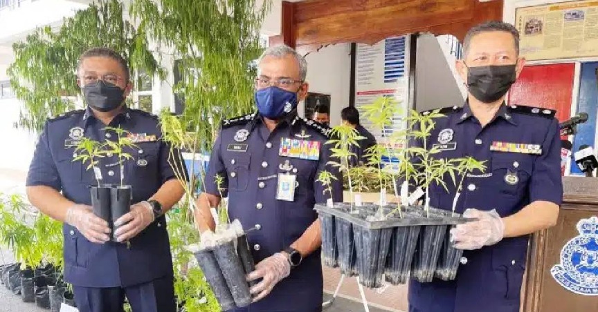 Kes Tanam 102 Pokok Ganja Di Janda Baik : Bekas Diplomat Dan Anak Dibebaskan