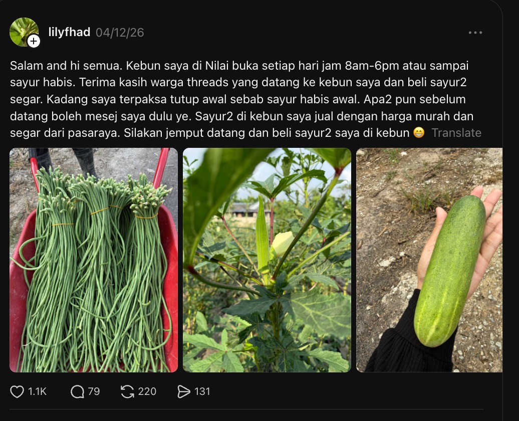 kebun sayur