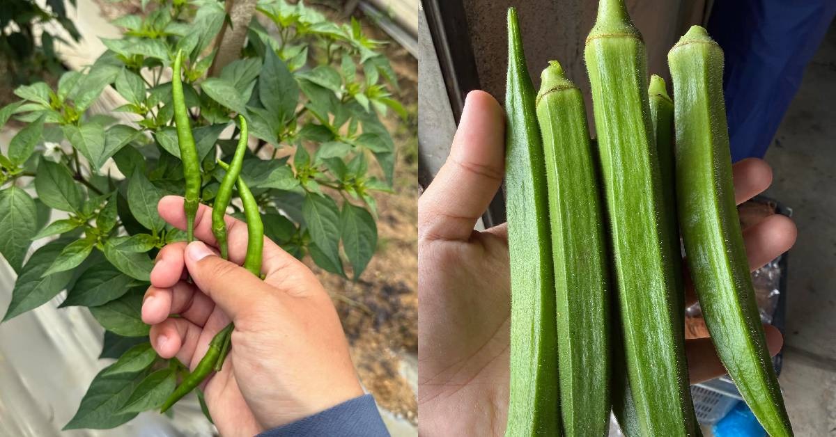 Wanita Buka Kebun Sayur Percuma, Pengunjung Boleh Petik Sendiri & Bayar Ikut Berat
