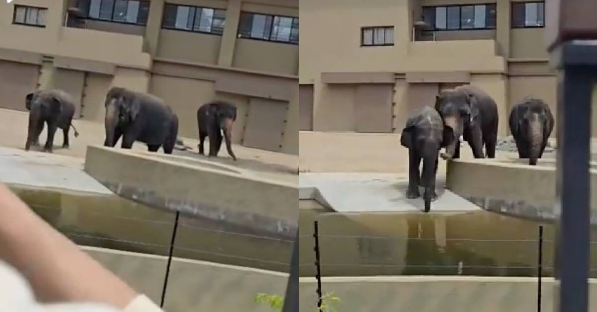 Netizen Sebak Tengok Kelat, Dara Dan Amoi Seakan Faham Ketika Dipanggil Pelancong Malaysia – “Sedihnya, Mesti Mereka Rindu Penjaga Asal”