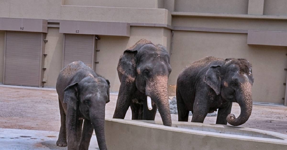 Wujud Petisyen Kembalikan Tiga Gajah #DAK Dari Jepun, Ini Respon WWF Malaysia