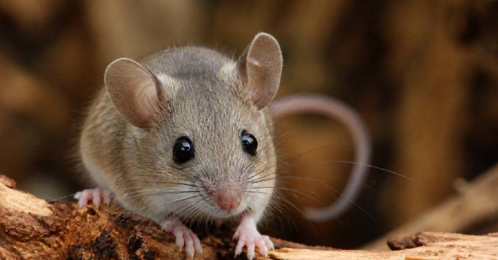 Hantavirus