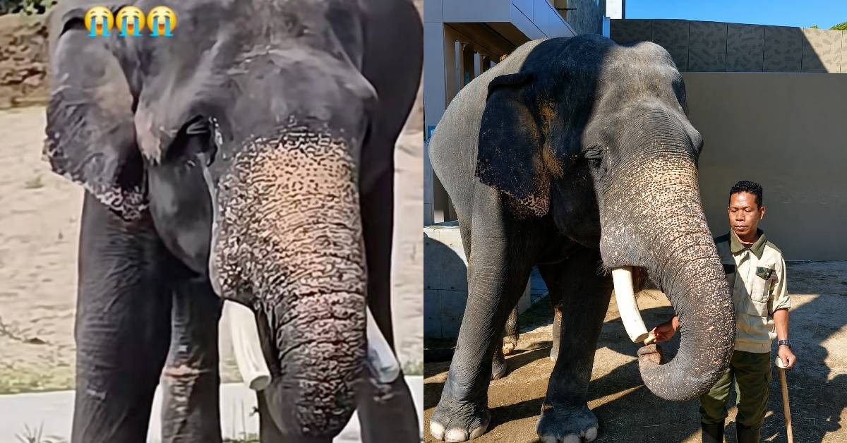 Tiga Mahut Pusat Konservasi Gajah Kebangsaan Dihantar Pantau Dara, Amoi Dan Kelat