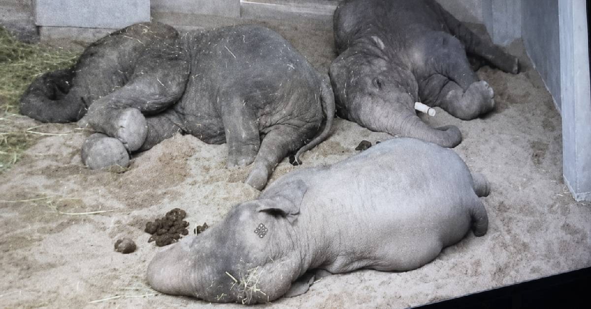 Zoo Tennoji Kongsi Foto Dara, Amoi Dan Kelat, Dakwa Tiga Gajah Malaysia Dalam Keadaan Baik