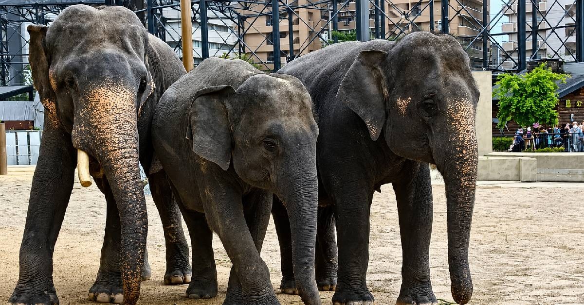 Mahut Nafi DAK Didera Di Zoo Tennoji – “Saya Tak Faham Ramai Yang Percaya Cerita & Info Yang Palsu”