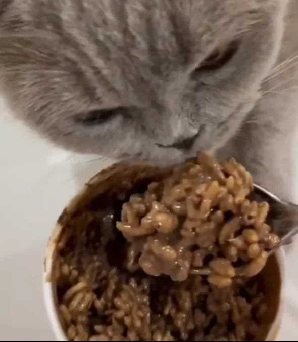 Pencinta Haiwan Naik Angin Lihat Ameera Khan Beri Kucing Makan Coklat, Tuan Badan Beri Penjelasan