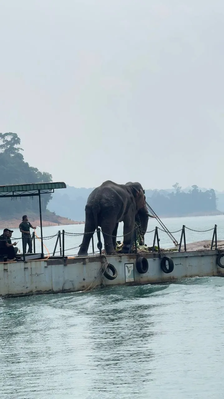 (VIDEO) Gajah Liar Sulong Chalil Selamat Dipindahkan Ke Taman Negara Terengganu