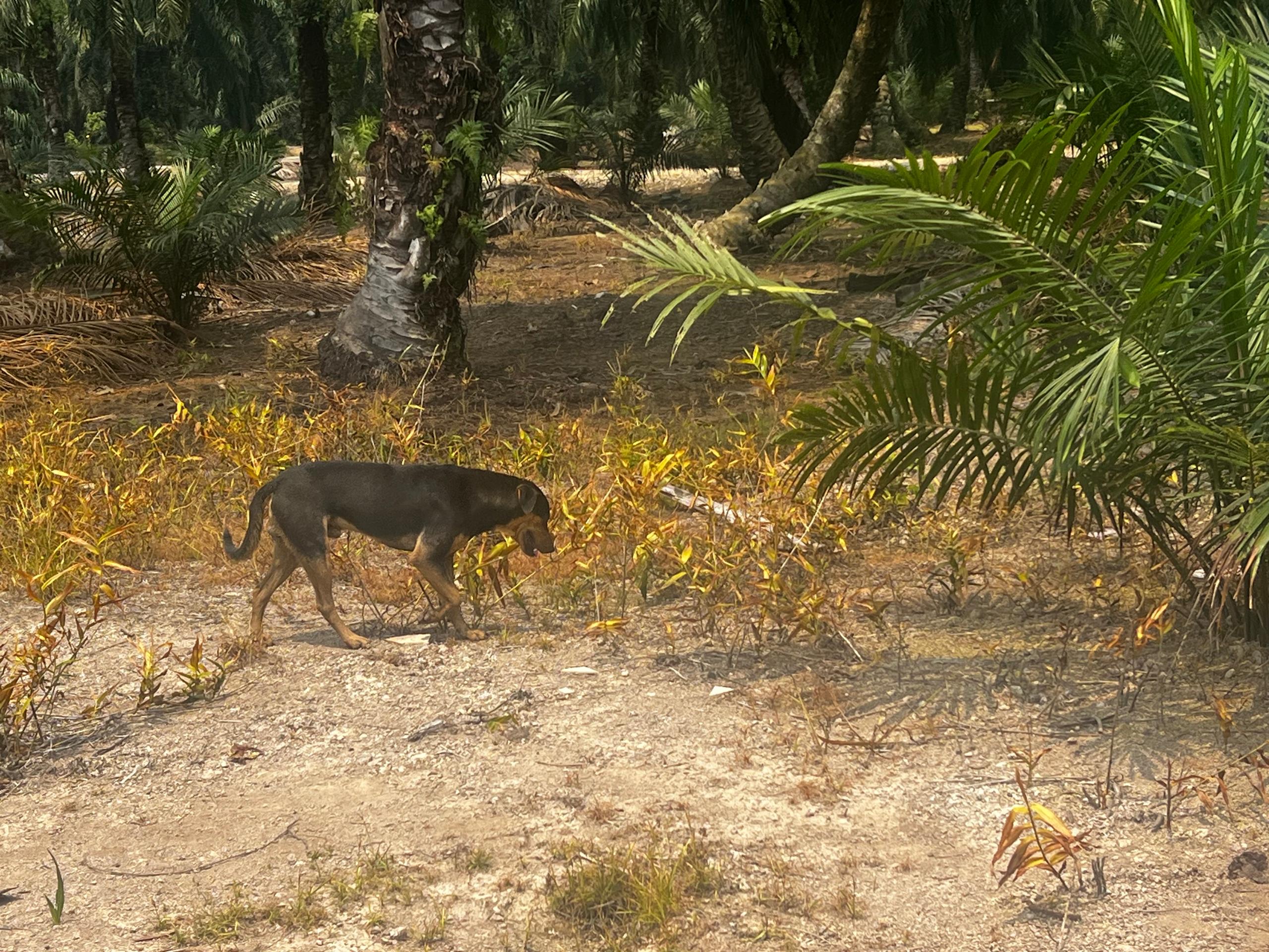 Diserang Lima Anjing Liar, Kanak-Kanak Parah Selamat Jalani Pembedahan  Adik Sangat Lemah, Nafasny